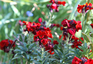 Cheiranthus cheri <br>WALLFLOWER DARK-RED