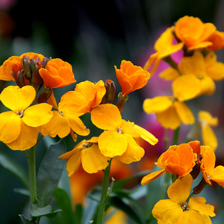 Erysimum allionii <br>SIBERIAN WALLFLOWER, BLISTER CRESS