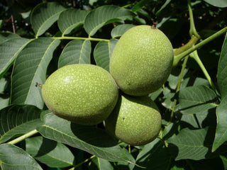 Juglans regia 'Carpathian' <br>WALNUT HARDY CARPATHIAN ENGLISH