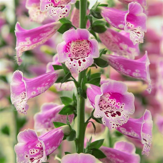 Digitalis purpurea <br>DOTTIE WARM ROSE FOXGLOVE