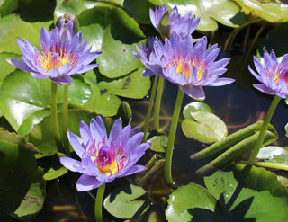 Nymphaea nouchali, Nymphaea caerulea <br>BLUE WATER LILY, BLUE LOTUS