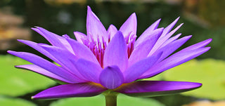 Nymphaea nouchali, Nymphaea caerulea <br>BLUE WATER LILY, BLUE LOTUS