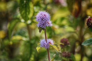 Blephilia ciliata <br>DOWNY WOOD MINT