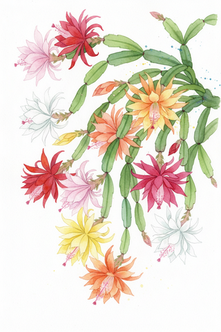 Epiphyllum crenatum <br>ORCHID CACTUS MIX <br>LIVE STARTER PLANTS OP