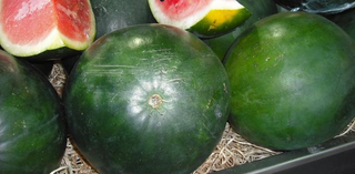 Citrullus lanatus <br>WATERMELON 'SUGAR BABY'