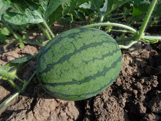 Citrullus lanatus <br>WATERMELON 'DIXIE QUEEN'