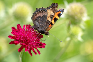 Knautia macedonica <br>WIDOW FLOWER 'WATERCOLOURS'