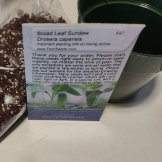 Beginner's carnivorous growing kit <br>Broad leaf sundew <br>Drosera capensis