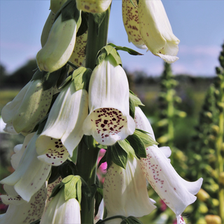 Digitalis <br>WHITE SPOTTED FOXGLOVE