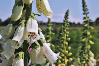 Digitalis <br>WHITE SPOTTED FOXGLOVE