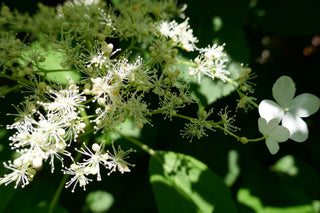 Hydrangea anomala petiolaris <br>CLIMBING HYDRANGEA