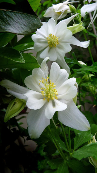Aquilegia caerulea <br>COLUMBINE 'ALASKA' WHITE