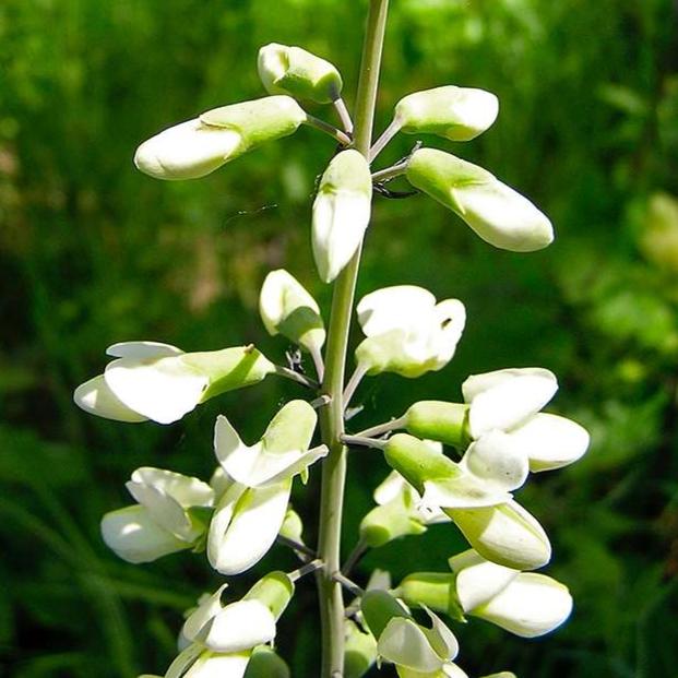baptista flower seeds Baptisia alba WHITE WILD INDIGO – Ferri Seeds