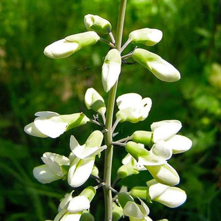 Baptisia alba <br>WHITE WILD INDIGO <br>Organic