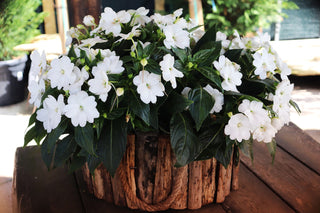 Impatiens hawkeri <br>NEW GUINEA IMPATIENS 'PROLIFIC WHITE'