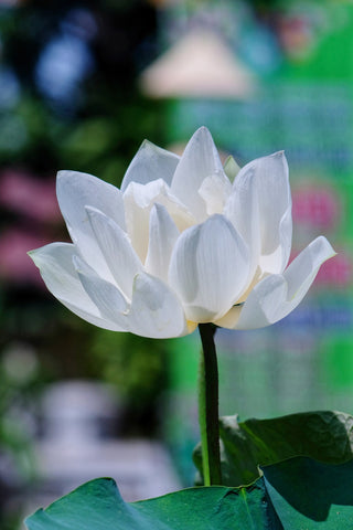 Nelumbo nucifera <br>WHITE LOTUS