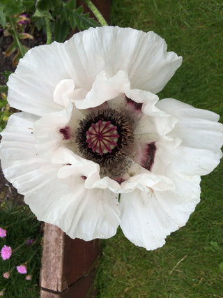 Papaver orientale <br>POPPY ORIENTAL WHITE