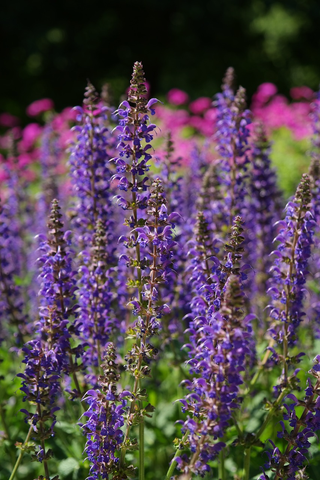 Salvia farinacea <br>SAGE 'EVOLUTION'