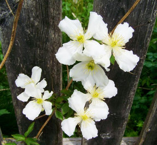 Clematis montana <br>FRAGRANT WHITE CLEMATIS