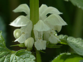 Lamium orvala <br>GIANT DEADNETTLE