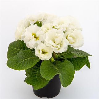 Primula vulgaris, Primula acaulis <br>PRIMROSE DOUBLE MIX