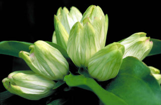 Gentiana straminea <br>GENTIAN