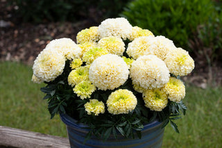 Tagetes erecta <br>MARIGOLD WHITE GOLD MINI