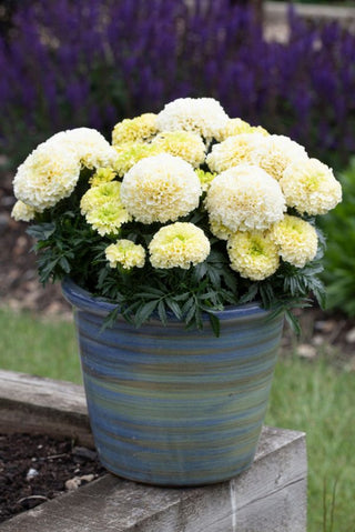 Tagetes erecta <br>MARIGOLD WHITE GOLD MINI