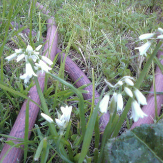 Allium triquetrum <br>THREE CORNERED LEEK