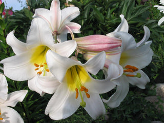 Lilium regale <br>ROYAL REGAL LILY, CHRISTMAS LILY, Very Fragrant!