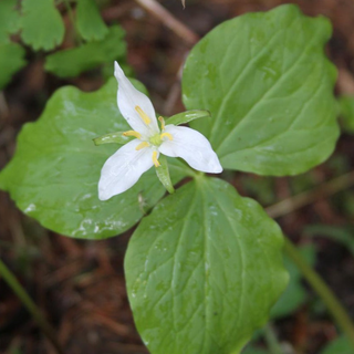 Trillium ovatum <br>WESTERN COAST TRILLIUM