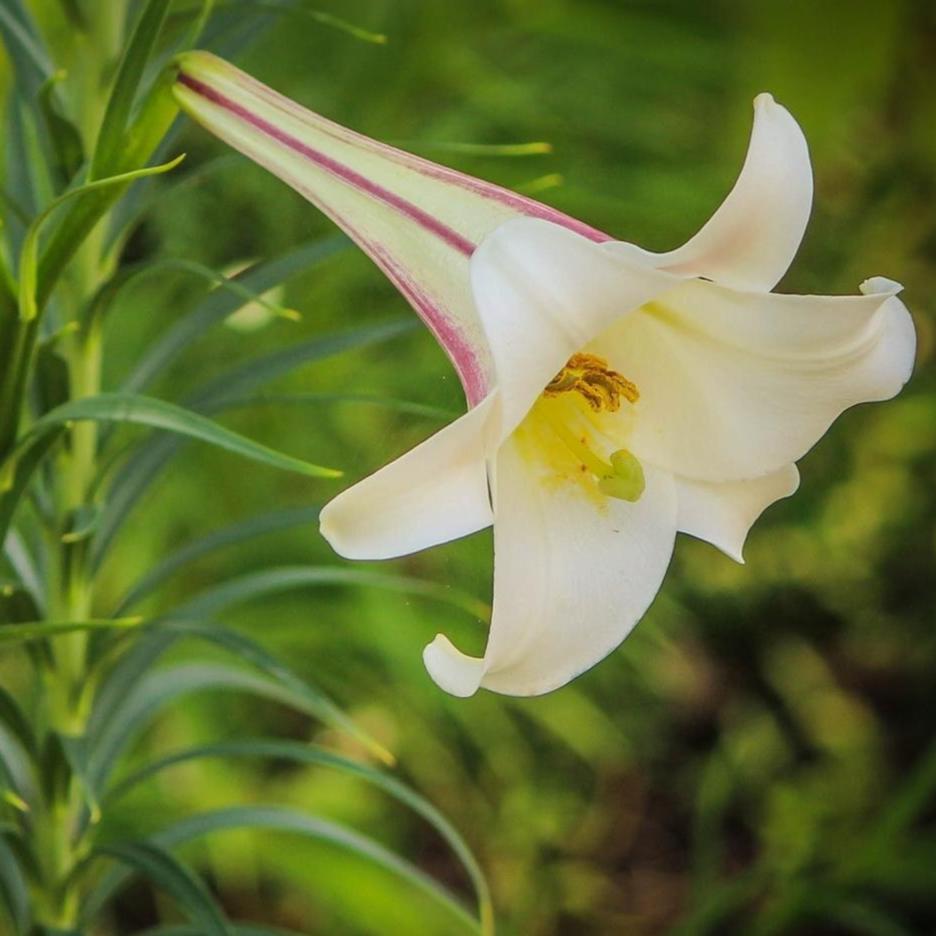 white formosa lily Lilium formosanum FORMOSA LILY – Ferri Seeds