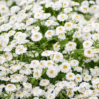Tanacetum parthenium <br>DOUBLE FLOWERED FEVERFEW