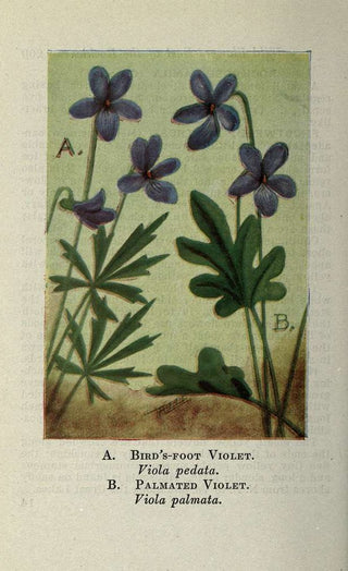 Viola palmata <br>WOOD VIOLET, PANSY