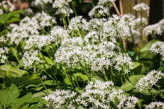 Allium ursinum <br>WILD WOOD GARLIC, RAMSON'S BEAR'S GARLIC