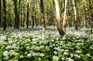 Allium ursinum <br>WILD WOOD GARLIC, RAMSON'S BEAR'S GARLIC