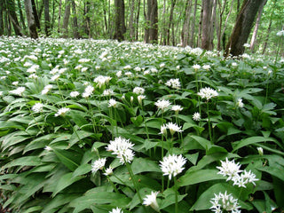 Allium ursinum <br>WILD WOOD GARLIC, RAMSON'S BEAR'S GARLIC