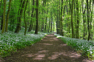 Allium ursinum <br>WILD WOOD GARLIC, RAMSON'S BEAR'S GARLIC