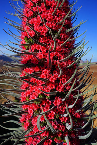 Echium wildpretii <br>GIANT RED TOWER OF JEWELS