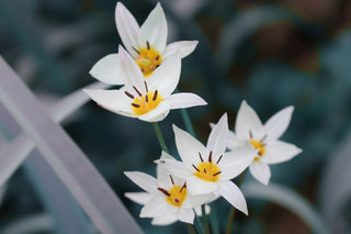 Tulipa turkestanica <br>TURKESTAN TULIP