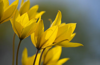 Tulipa sylvestris <br>WILD TULIP, WOODLAND TULIP, FLORENTINE TULIP