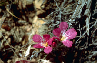 Linum hypericifolium <br>FLAX