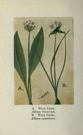 Allium tricoccum <br>WILD LEEK, RAMP, SPRING ONION