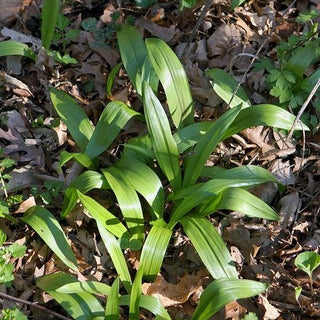 Allium tricoccum WILD LEEK, RAMP, SPRING ONION