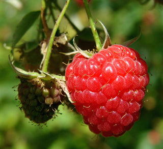 Rubus idaeus <br>RED EUROPEAN RASPBERRY