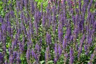 Salvia pratensis <br>TWILIGHT SAGE, MEADOW CLARY BLUE-VIOLET