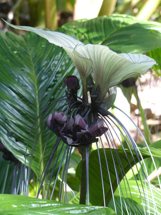 Tacca intergrifolia <br>WHITE BAT PLANT