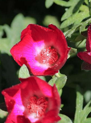Callirhoe involucrata <br>RED PURPLE POPPY MALLOW, WINE CUPS, BUFFALO ROSE