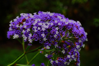 Limonium sinuatum <br>STATICE PURPLE