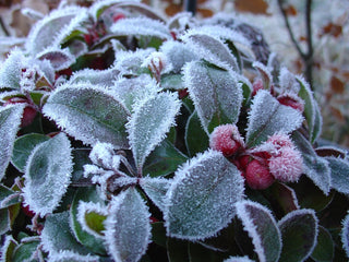 Gaultheria procumbens <br>WINTERGREEN AMERICAN, CHECKERBERRY, TEABERRY, BOXBERRY